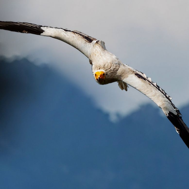 Donjon des Aigles