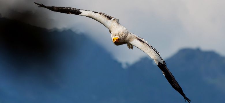 Donjon des Aigles