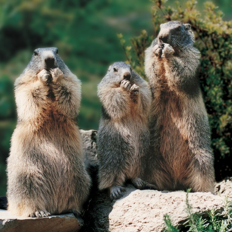 Parc Animalier des Pyrénées
