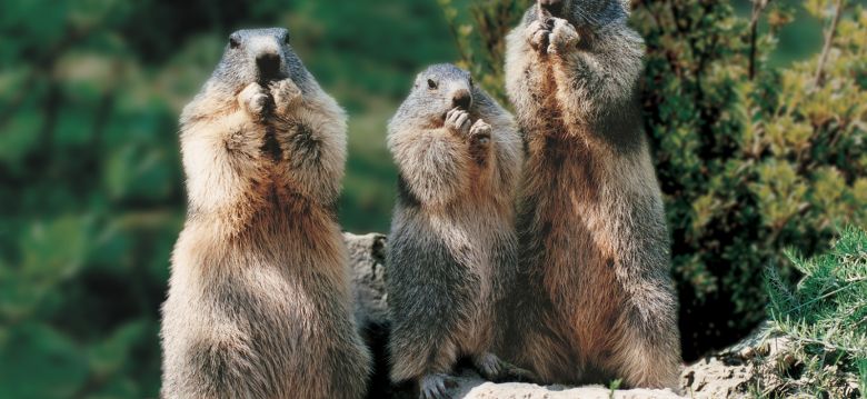 Parc Animalier des Pyrénées