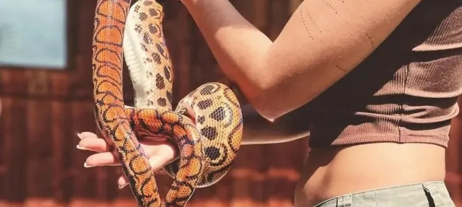 The Reptile Farm