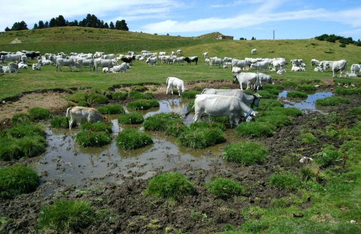 Beille mountain plateau