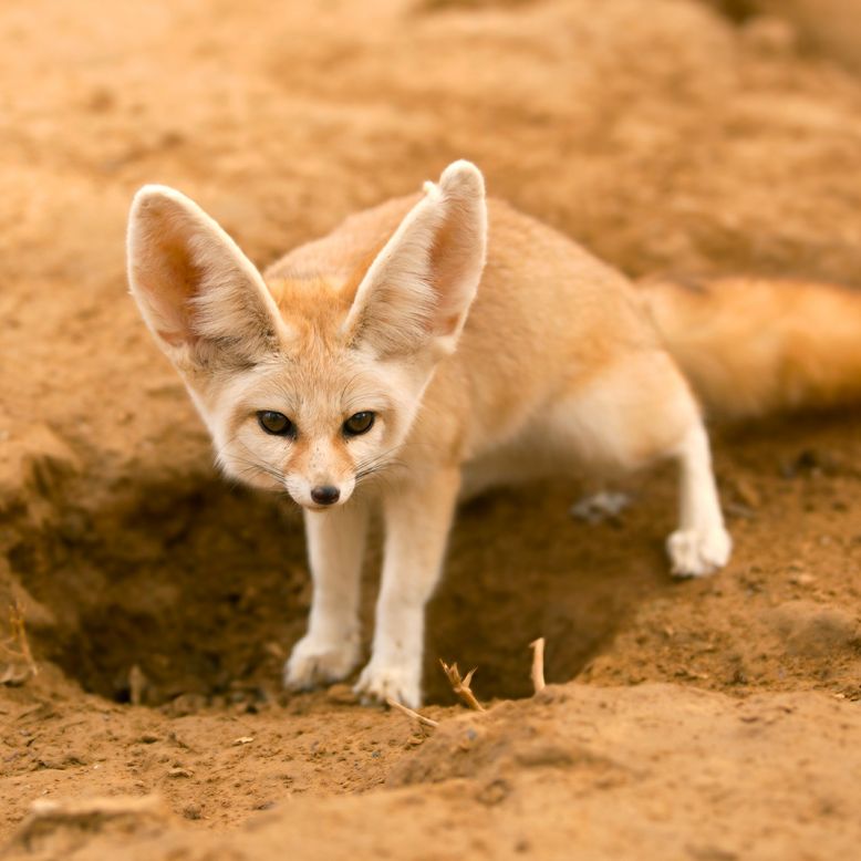 Parc Animalier des Pyrénées