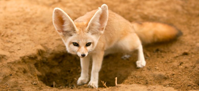Parc Animalier des Pyrénées