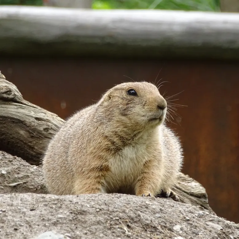 Animal Park of the Pyrenees
