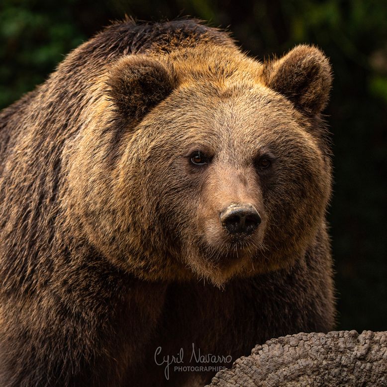 Animal Park of the Pyrenees