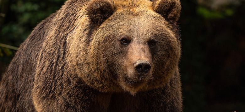 Animal Park of the Pyrenees