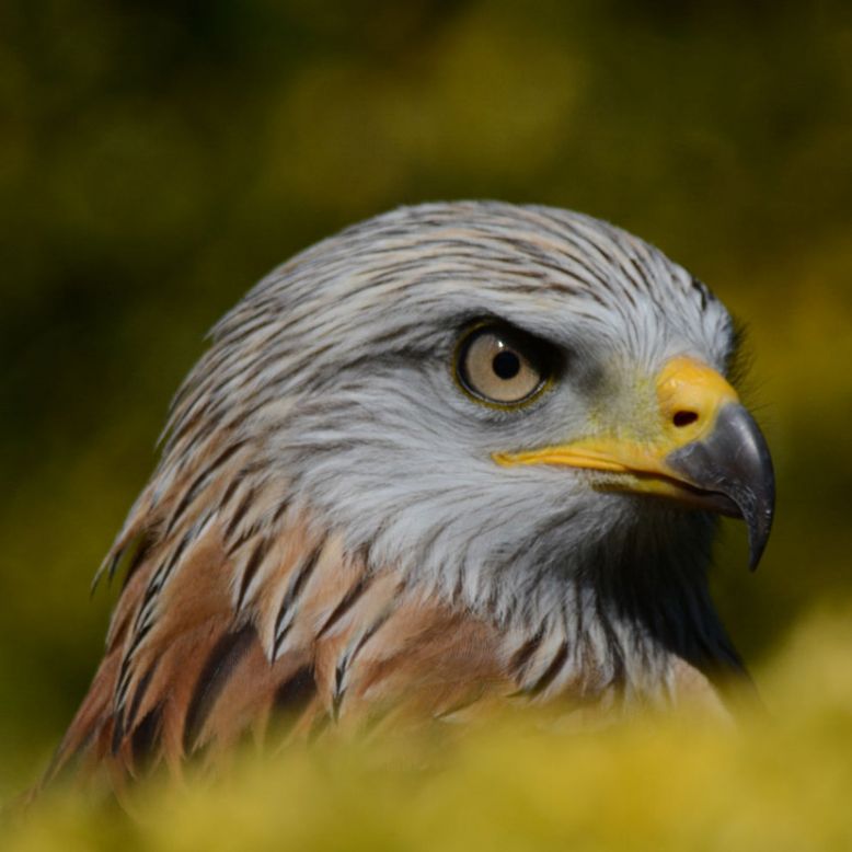 Donjon des Aigles