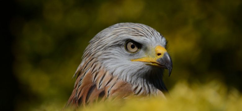 Donjon des Aigles
