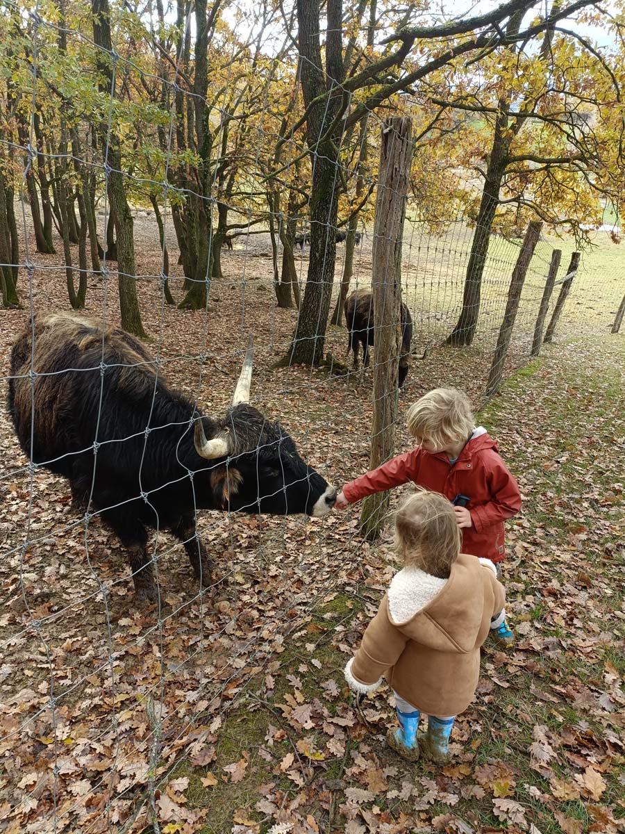 La Ferme aux bisons