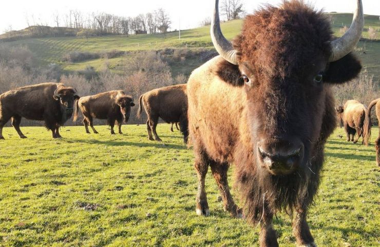 La Ferme aux bisons