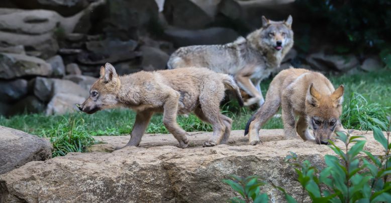 Wild immersion in the Pyrenees Animal Park