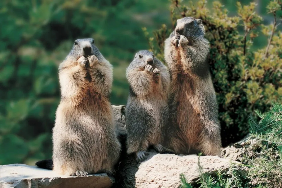 Visitez l'un des plus grands parcs d’animaux e ...